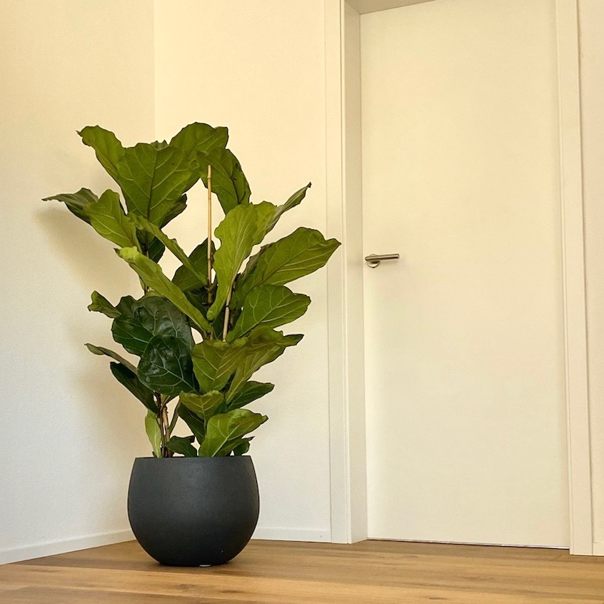 pflegeleichte Zimmerpflanze Ficus Lyrata
